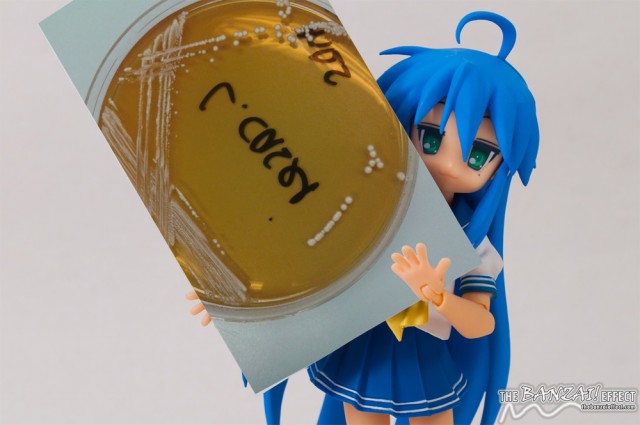 021---Mameshiba-Header